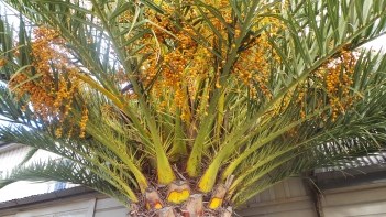 A street-side palm tree with berries
