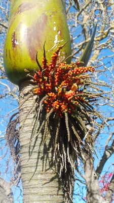 A similar palm tree