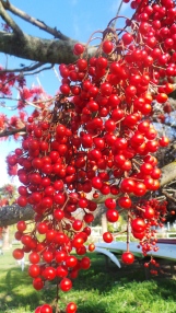 Trees covered with these red berries, no leaves, but bunches of bright red